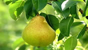 Obstbaumpflege